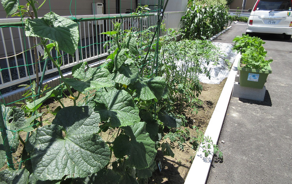 小規模多機能型居宅介護事業所の家庭菜園